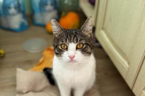 В дар кошку. Очень срочно ищет дом котик РУБЛИК. Фото1