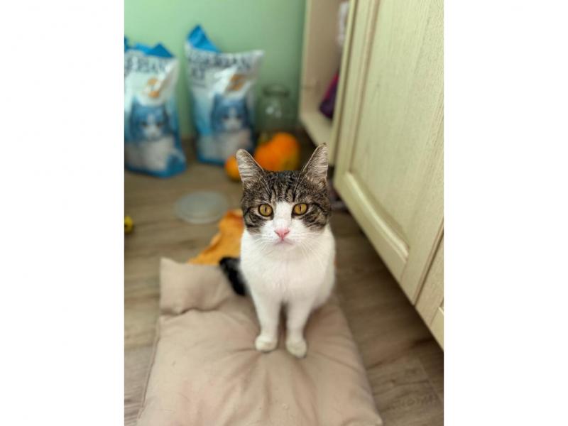 В дар кошку
