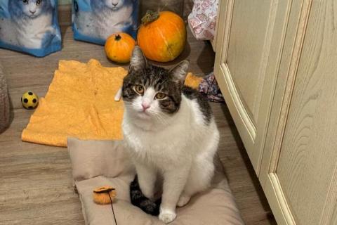 В дар кошку. Очень срочно ищет дом котик РУБЛИК. Фото2