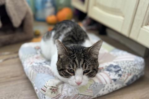 В дар кошку. Очень срочно ищет дом котик РУБЛИК. Фото3