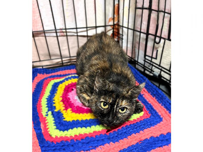 В дар кошку