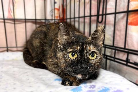 В дар кошку. В добрые руки черепаховая кошечка Муся. Фото2