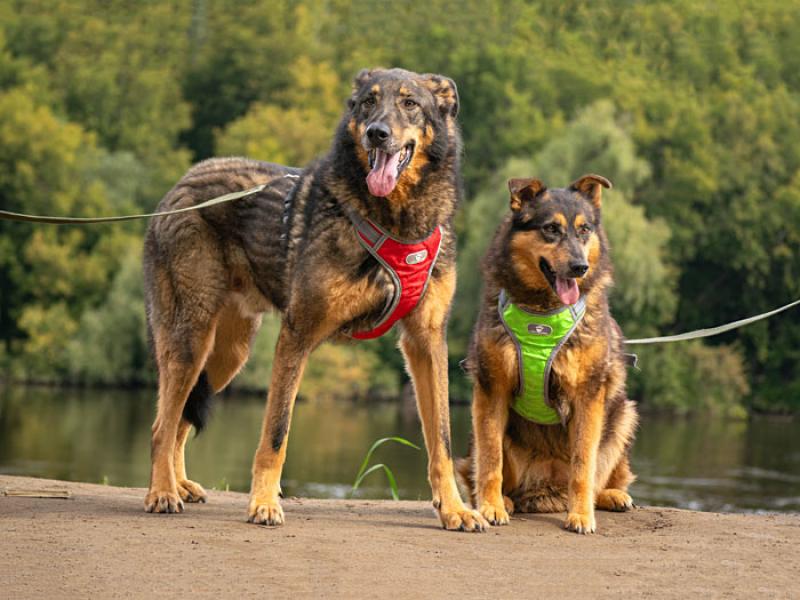 В дар собаку