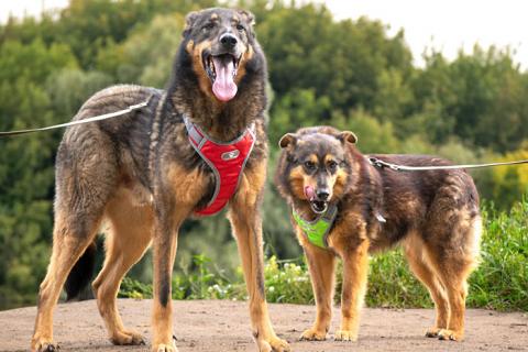 В дар собаку. Ищем дом для двух неразлучных сердец Коннора и Лизы. Фото3