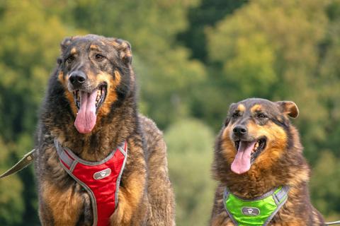 В дар собаку. Ищем дом для двух неразлучных сердец Коннора и Лизы. Фото4