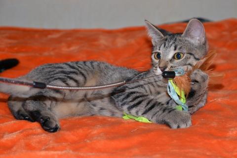 В дар кошку. Полосатый котенок Мия в добрые руки. Фото3