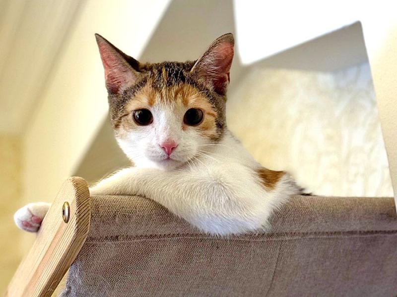 В дар кошку