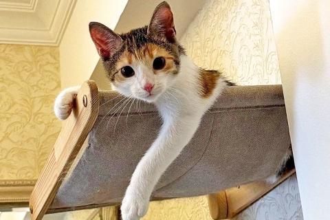 В дар кошку. Кошечка Зося, трехцветное счастье ищет дом. Фото3