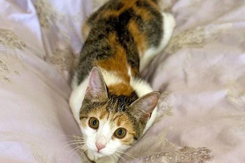 В дар кошку. Кошечка Зося, трехцветное счастье ищет дом. Фото4