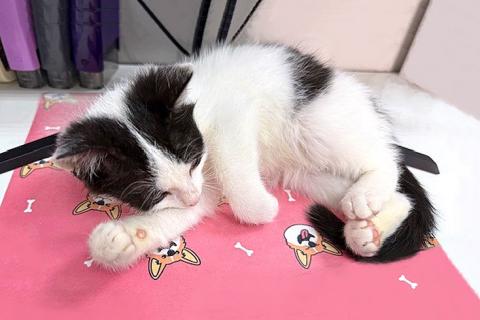 В дар кошку. Ласковый трогательный котёнок Кузя ищет дом . Фото2