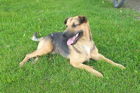 В дар собаку. Ищет дом молодой пес Толик, воплощение дружелюбия . Фото1