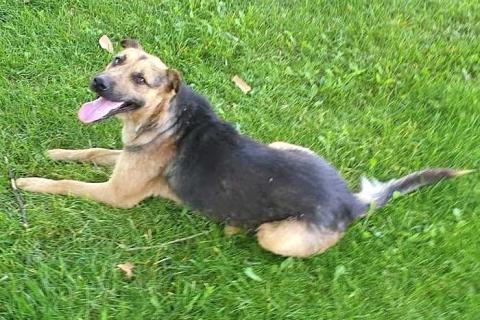 В дар собаку. Ищет дом молодой пес Толик, воплощение дружелюбия . Фото3