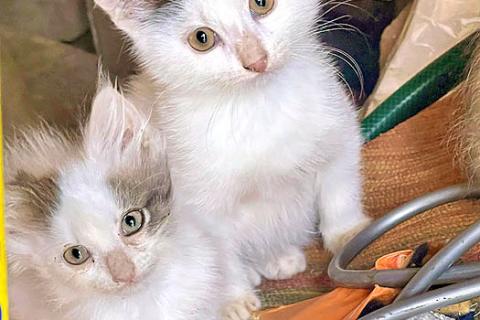 В дар кошку. Три славных котенка, мальчик и девочки ищут дом. Фото1