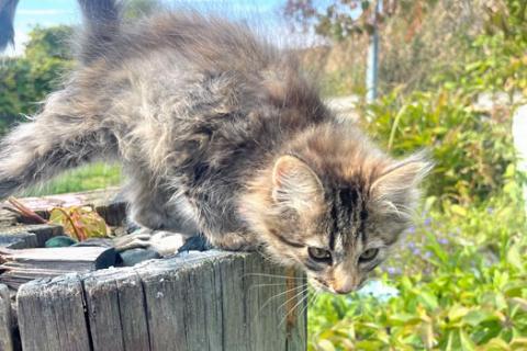 В дар кошку. Три славных котенка, мальчик и девочки ищут дом. Фото3