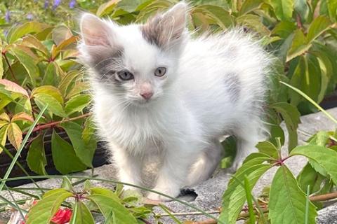 В дар кошку. Три славных котенка, мальчик и девочки ищут дом. Фото4