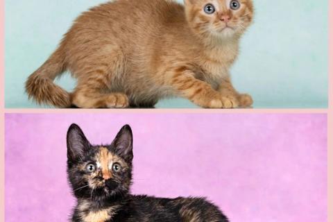 В дар кошку. Кото-девочки Ницу и Трес, ласковые солнышки в добрые руки. Фото1