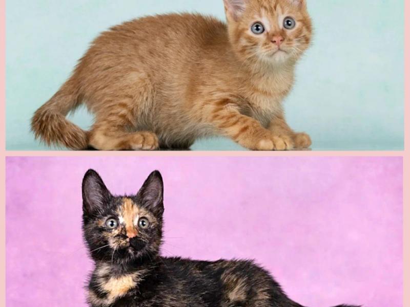 В дар кошку