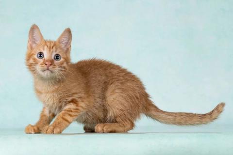 В дар кошку. Кото-девочки Ницу и Трес, ласковые солнышки в добрые руки. Фото2