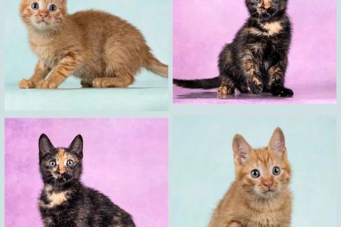 В дар кошку. Кото-девочки Ницу и Трес, ласковые солнышки в добрые руки. Фото4