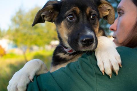 В дар собаку. Весёлый трехцветный щенок Черри в добрые руки. Фото2