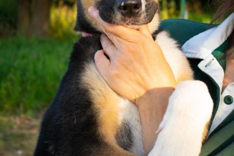 В дар собаку. Весёлый трехцветный щенок Черри в добрые руки. Фото3