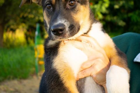 В дар собаку. Весёлый трехцветный щенок Черри в добрые руки. Фото4