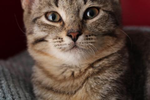 В дар кошку. Ласковый котенок Матроскин в добрые руки. Фото1