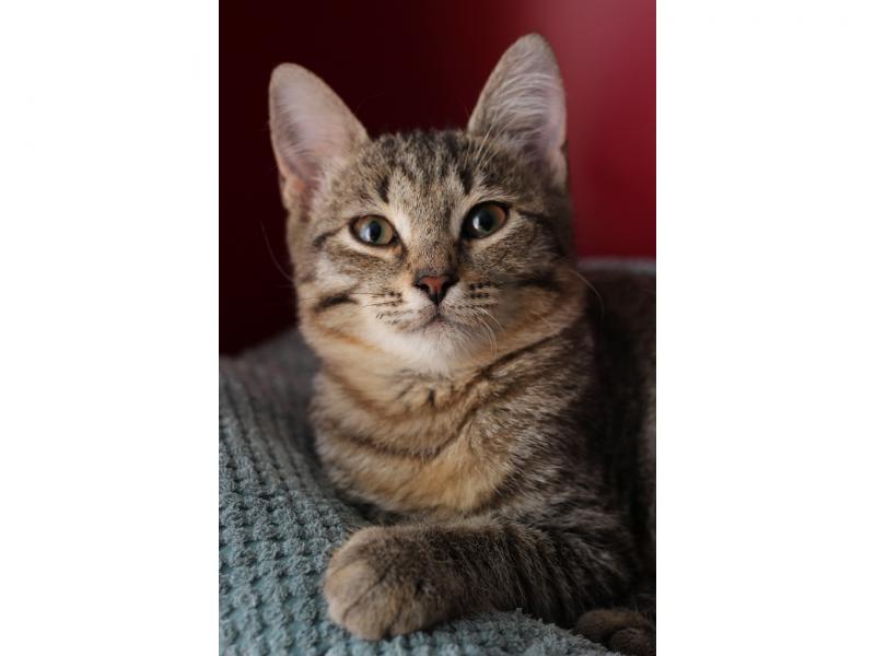 В дар кошку