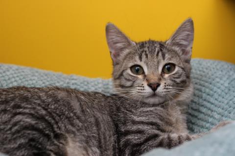 В дар кошку. Ласковый котенок Матроскин в добрые руки. Фото2