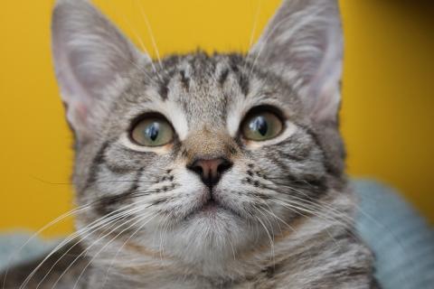 В дар кошку. Ласковый котенок Матроскин в добрые руки. Фото3