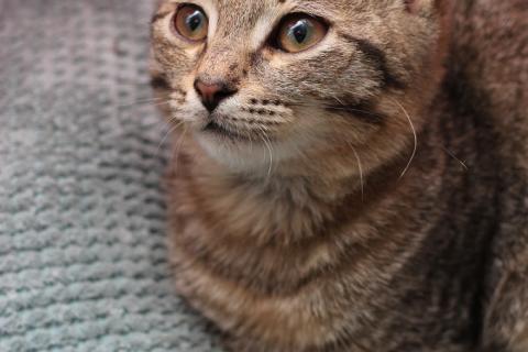 В дар кошку. Ласковый котенок Матроскин в добрые руки. Фото4