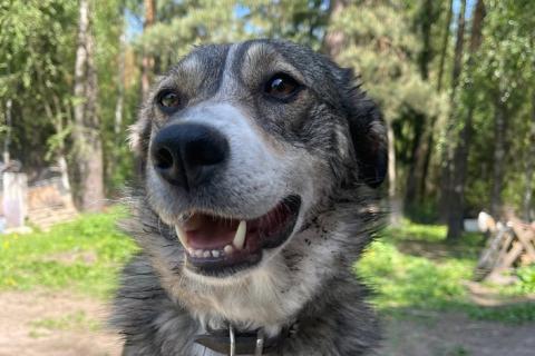 В дар собаку. Малышка Найда ищет дом. Фото1