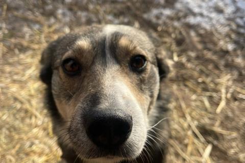 В дар собаку. Малышка Найда ищет дом. Фото2