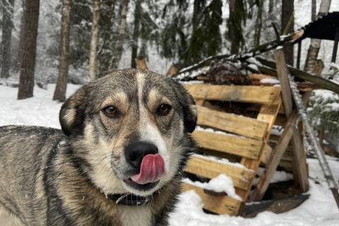 В дар собаку. Малышка Найда ищет дом. Фото3