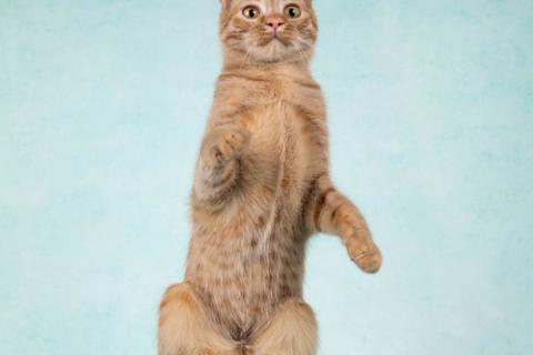 В дар кошку. Юна, чудесная ласковая кошечка-подросток ищет дом. Фото4