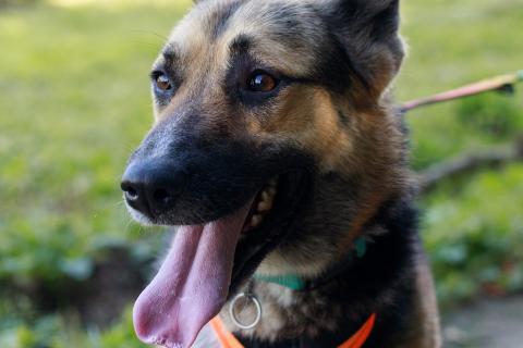 В дар собаку. Тоффи самая ласковая собака в мире!. Фото1