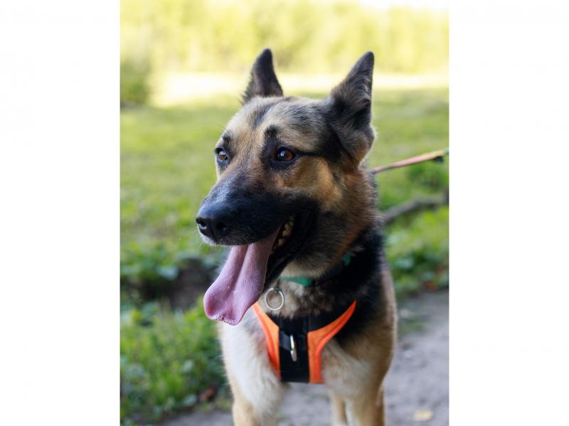 В дар собаку