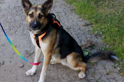 В дар собаку. Тоффи самая ласковая собака в мире!. Фото2