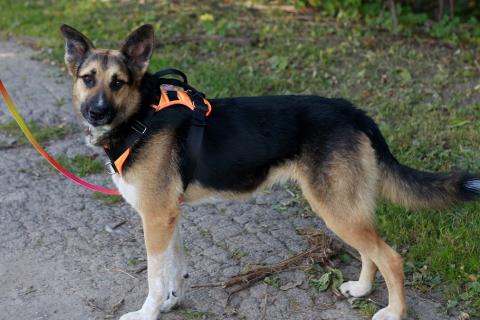 В дар собаку. Тоффи самая ласковая собака в мире!. Фото3