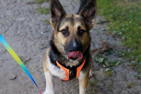 В дар собаку. Тоффи самая ласковая собака в мире!. Фото4