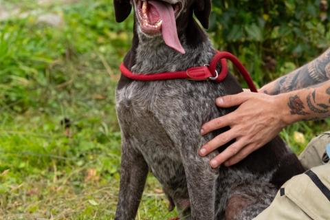 В дар собаку. Курцхаар Лея ищет дом!. Фото1