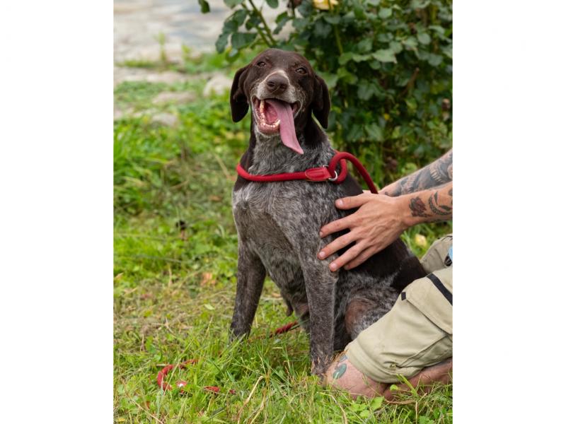 В дар собаку