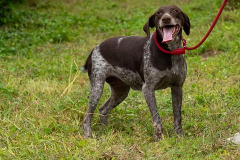 В дар собаку. Курцхаар Лея ищет дом!. Фото2