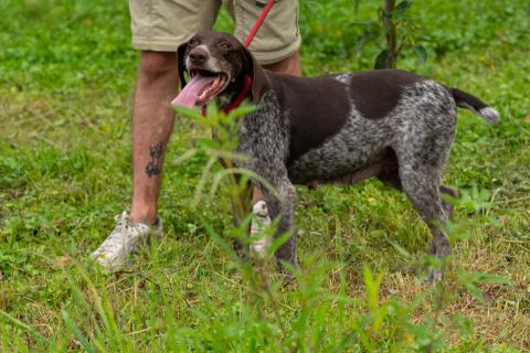 В дар собаку. Курцхаар Лея ищет дом!. Фото3