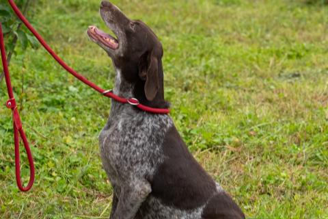 В дар собаку. Курцхаар Лея ищет дом!. Фото4