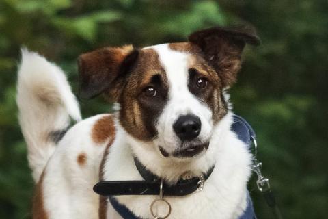 В дар собаку. Познакомьтесь с невероятно спокойным и умным Арни!. Фото1