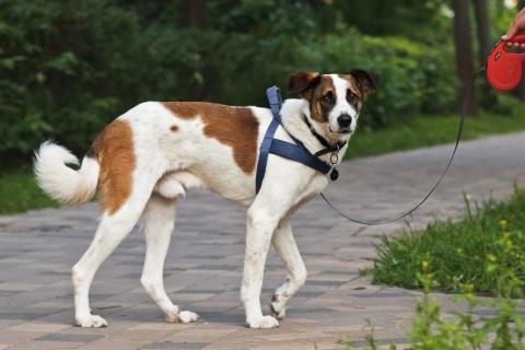 В дар собаку. Познакомьтесь с невероятно спокойным и умным Арни!. Фото4