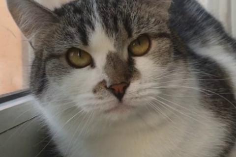 В дар кошку. Мэри — кошка с большим сердцем. Фото1