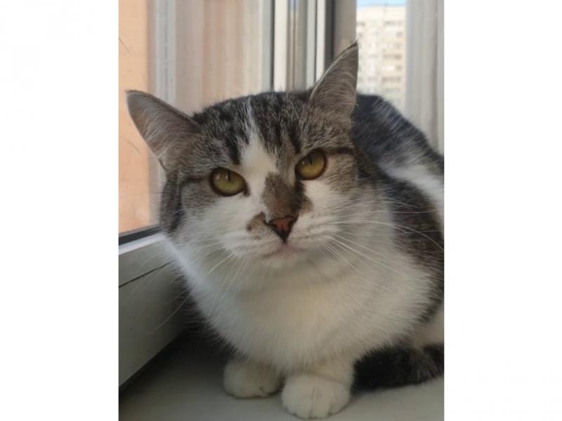 В дар кошку