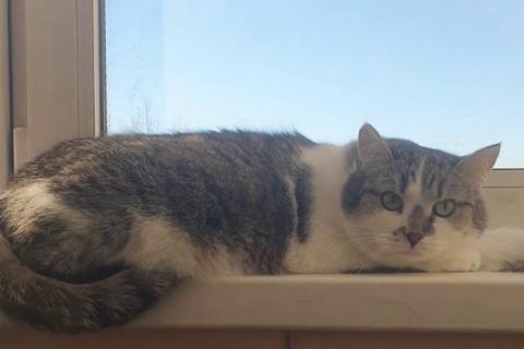 В дар кошку. Мэри — кошка с большим сердцем. Фото2